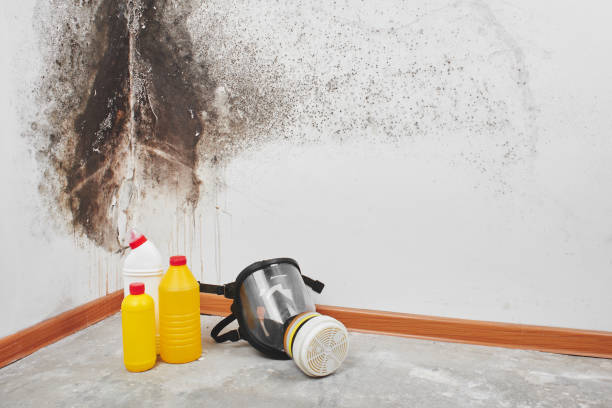 Best Commercial Mold Removal  in Johns Creek, GA