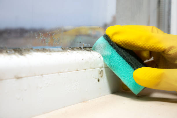 Best Same-Day Mold Removal  in Johns Creek, GA