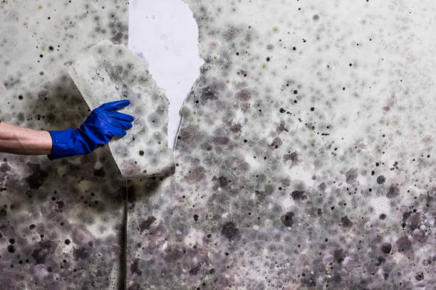 Best Emergency Mold Removal  in Johns Creek, GA