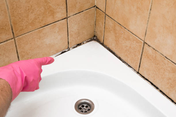Best Fast Mold Removal  in Johns Creek, GA